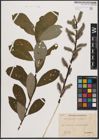 Foto von Salix caprea L. x Salix cinerea L.